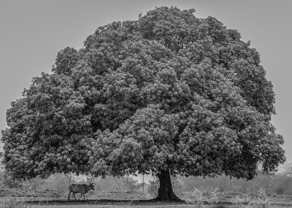 My Journey With Trees: Fascinating Photo Series By Dakshina Murthy